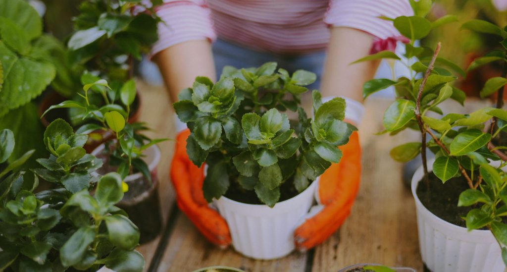 jardineria